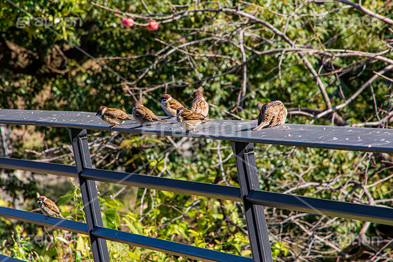すずめ,スズメ,烏,雀,野鳥,野生,柵,フルサイズ撮影