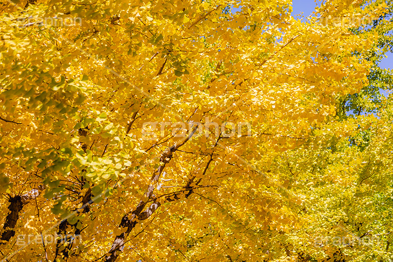 色づくイチョウ,いちょう,イチョウ,いちょうの木,いちょうの葉,銀杏,紅葉,こうよう,もみじ,モミジ,紅葉狩り,黄葉,落葉広葉樹,カエデ科,秋,季語,色づく,キレイ,きれい,綺麗,照紅葉,照葉,japan,autumn,フルサイズ撮影