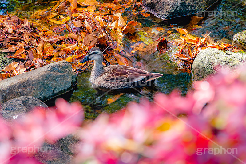 紅葉と鴨,鴨,かも,泳ぐ,水鳥,野鳥,紅葉,秋,落葉,落ち葉,枯れ葉,枯葉,水浴び,水遊び,autumn,フルサイズ撮影