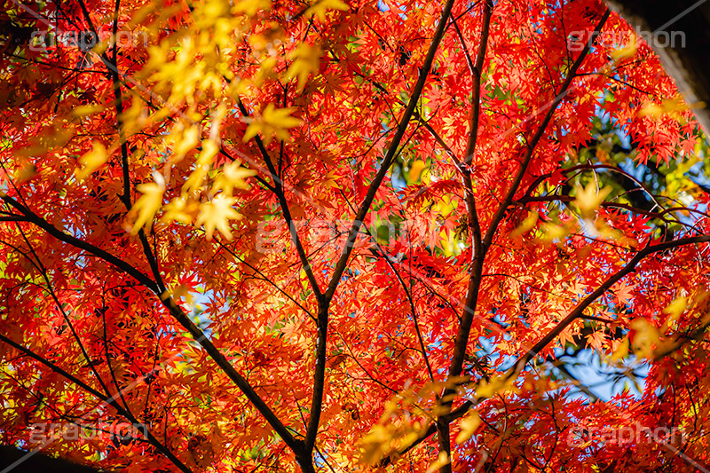 真っ赤なモミジ,もみじ,楓,かえで,カエデ,真っ赤,色づく,紅葉,自然,植物,木々,秋,赤,季語,草木,japan,autumn,フルサイズ撮影