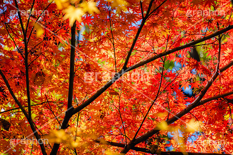 真っ赤なモミジ,もみじ,楓,かえで,カエデ,真っ赤,色づく,紅葉,自然,植物,木々,秋,赤,季語,草木,japan,autumn,フルサイズ撮影