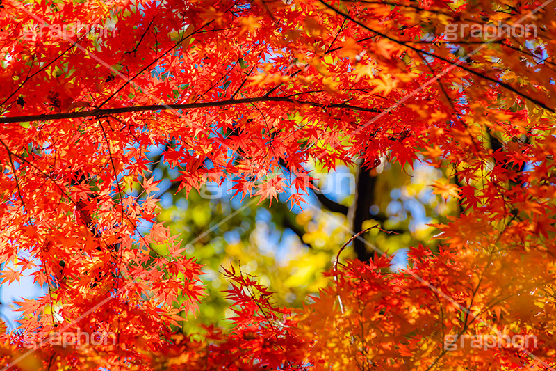 真っ赤なモミジ,もみじ,楓,かえで,カエデ,真っ赤,色づく,紅葉,自然,植物,木々,秋,赤,季語,草木,japan,autumn,フルサイズ撮影