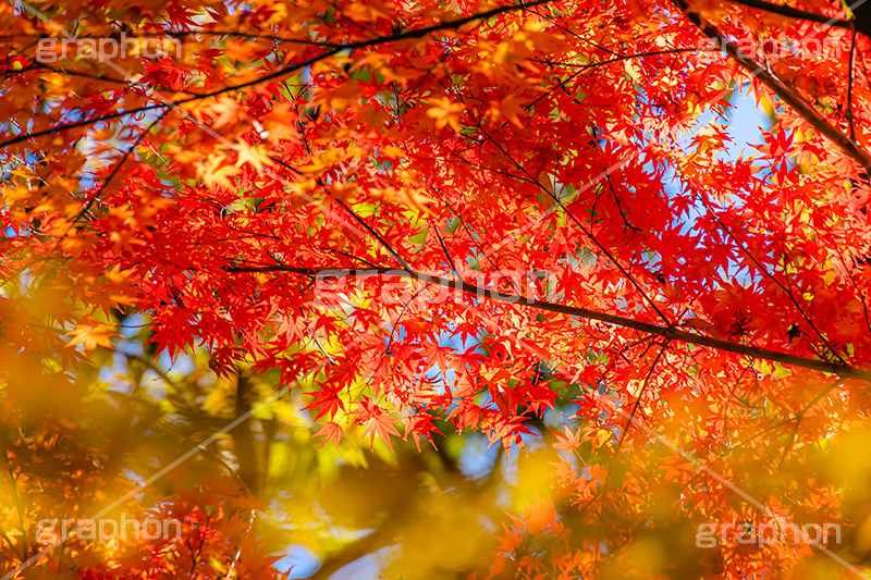真っ赤なモミジ,もみじ,楓,かえで,カエデ,真っ赤,色づく,紅葉,自然,植物,木々,秋,赤,季語,草木,japan,autumn,フルサイズ撮影