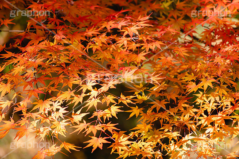 色づくモミジ,もみじ,楓,かえで,カエデ,色づく,紅葉,自然,植物,木々,秋,季語,草木,japan,autumn,フルサイズ撮影