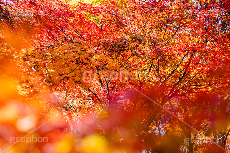 真っ赤なモミジ,もみじ,楓,かえで,カエデ,真っ赤,色づく,紅葉,自然,植物,木々,秋,赤,季語,草木,japan,autumn,フルサイズ撮影