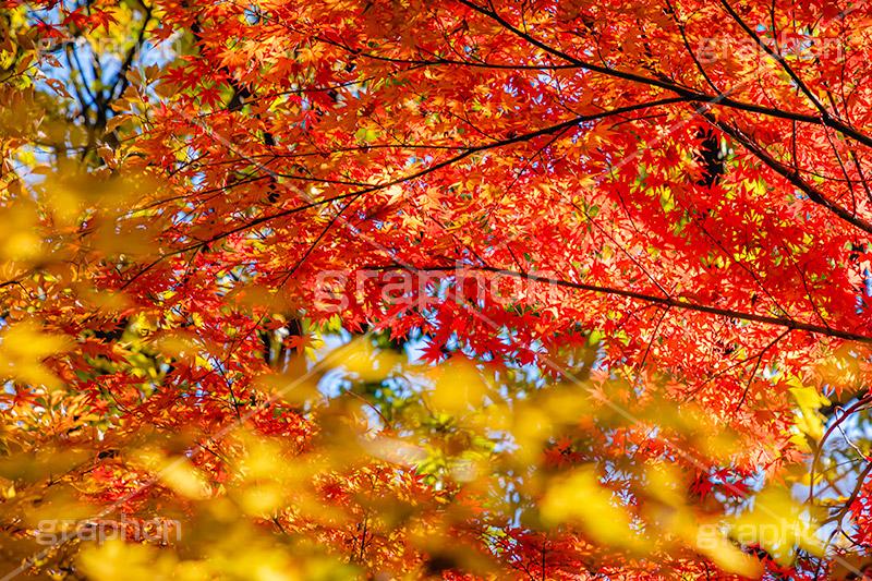 真っ赤なモミジ,もみじ,楓,かえで,カエデ,真っ赤,色づく,紅葉,自然,植物,木々,秋,赤,季語,草木,japan,autumn,フルサイズ撮影