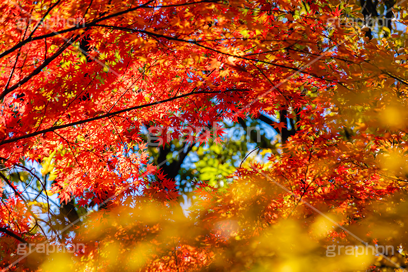 真っ赤なモミジ,もみじ,楓,かえで,カエデ,真っ赤,色づく,紅葉,自然,植物,木々,秋,赤,季語,草木,japan,autumn,フルサイズ撮影