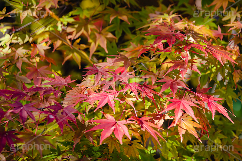 色づくモミジ,もみじ,楓,かえで,カエデ,色づく,紅葉,自然,植物,木々,秋,季語,草木,japan,autumn,フルサイズ撮影