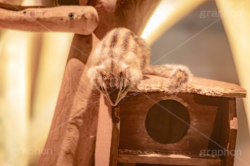 シマリス,リス,りす,ペット,飼育,飼う,かわいい,カワイイ,可愛い,小動物,動物園,ネズミ目,pet,cute,zoo,フルサイズ撮影