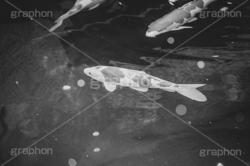 鯉,こい,コイ,池,魚,モノクロ,白黒,しろくろ,モノクローム,単色画,単彩画,単色,レトロ,お洒落,おしゃれ,オシャレ,味わい,懐かしい