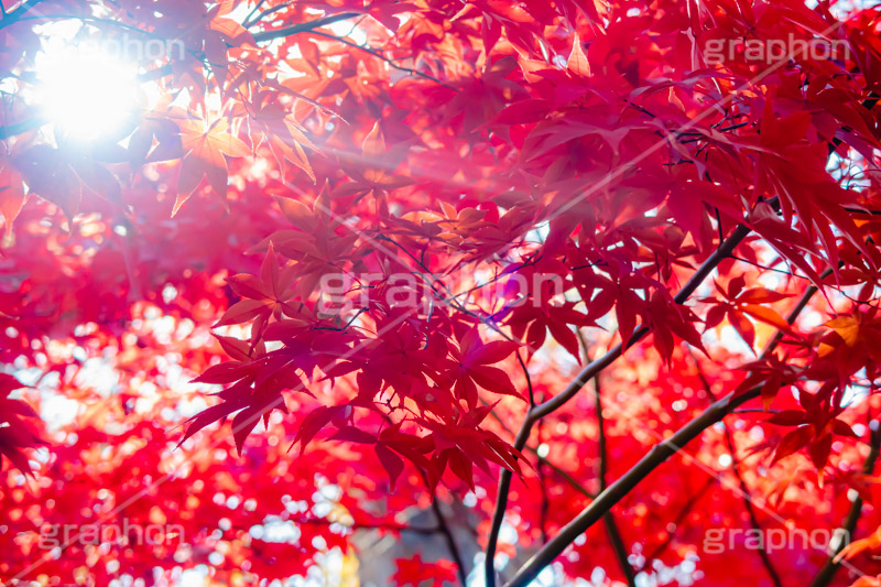 真っ赤なモミジ,もみじ,真っ赤,色づく,紅葉,自然,植物,木々,秋,赤,季語,草木,逆光,太陽,フレア,flare,japan,autumn