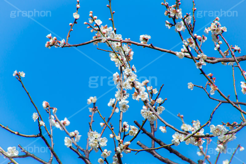 梅の花,梅,うめ,春,季語,花見,お花見,花,華,フラワー,お正月,正月,年賀状,flower,spring,japan