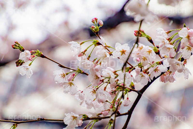 桜のつぼみと雨粒,つぼみ,雨粒,あめ,雨,水滴,開花,さくら,桜,春,フラワー,枝,ソメイヨシノ,blossom,japan,spring,flower