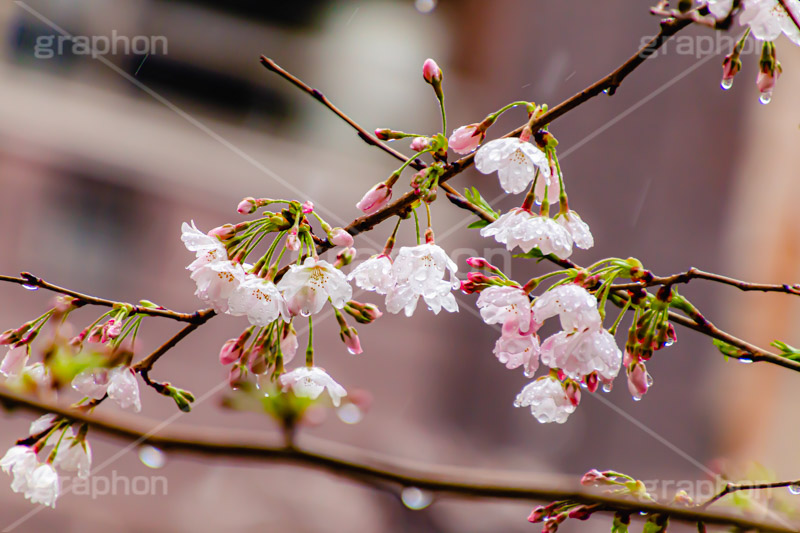 桜のつぼみと雨粒,つぼみ,雨粒,あめ,雨,水滴,開花,さくら,桜,春,フラワー,枝,ソメイヨシノ,blossom,japan,spring,flower