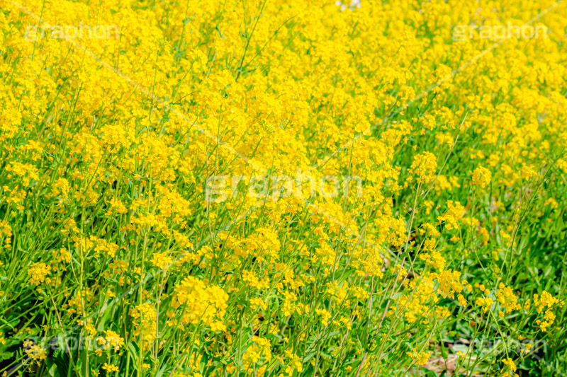 菜の花,なのはな,菜の花畑,菜,花,お花,フラワー,はな,花畑,キレイ,きれい,綺麗,満開,咲,咲いた,さいた,黄色,アブラナ,あぶらな,アブラナ科,セイヨウアブラナ,春,spring,flower
