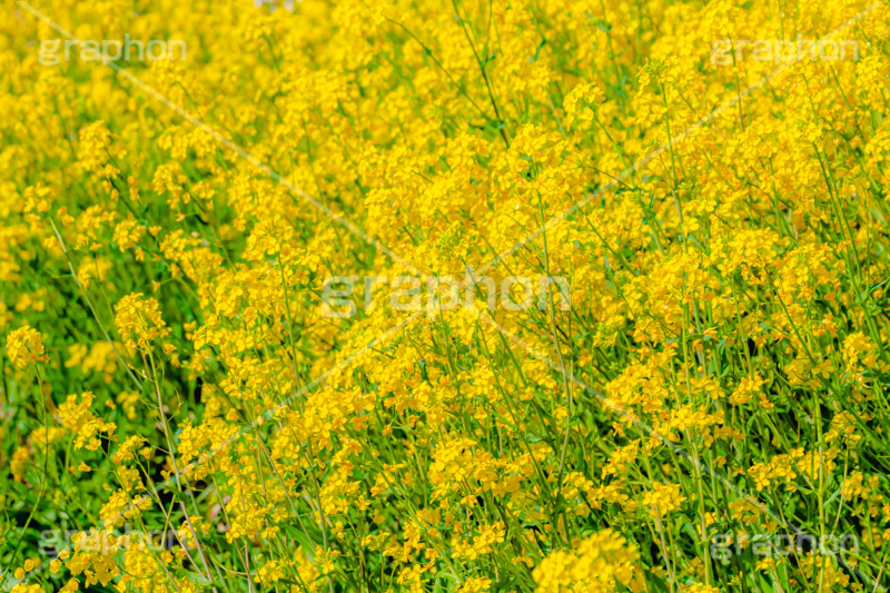 菜の花,なのはな,菜の花畑,菜,花,お花,フラワー,はな,花畑,キレイ,きれい,綺麗,満開,咲,咲いた,さいた,黄色,アブラナ,あぶらな,アブラナ科,セイヨウアブラナ,春,spring,flower