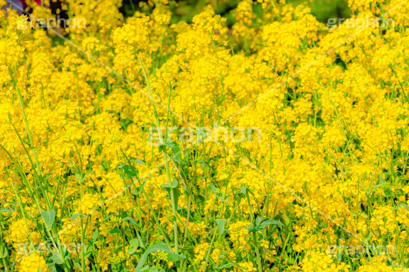 菜の花,なのはな,菜の花畑,菜,花,お花,フラワー,はな,花畑,キレイ,きれい,綺麗,満開,咲,咲いた,さいた,黄色,アブラナ,あぶらな,アブラナ科,セイヨウアブラナ,春,spring,flower