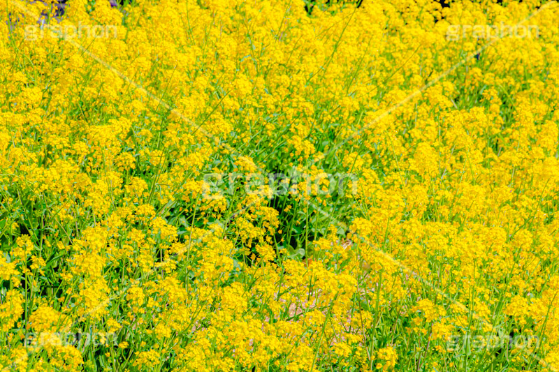 菜の花,なのはな,菜の花畑,菜,花,お花,フラワー,はな,花畑,キレイ,きれい,綺麗,満開,咲,咲いた,さいた,黄色,アブラナ,あぶらな,アブラナ科,セイヨウアブラナ,春,spring,flower