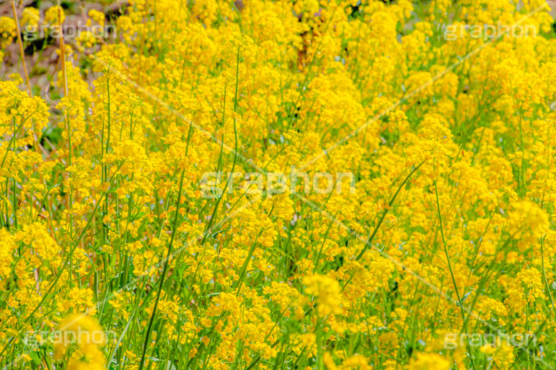 菜の花,なのはな,菜の花畑,菜,花,お花,フラワー,はな,花畑,キレイ,きれい,綺麗,満開,咲,咲いた,さいた,黄色,アブラナ,あぶらな,アブラナ科,セイヨウアブラナ,春,spring,flower