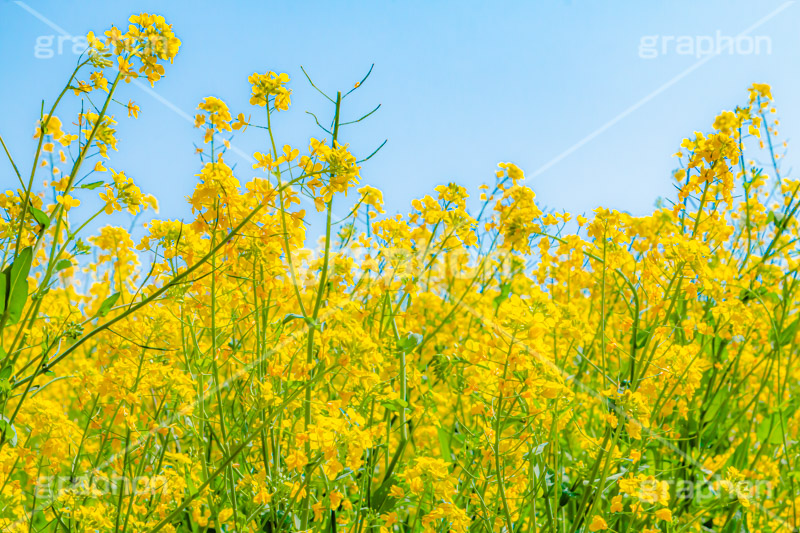 菜の花,なのはな,菜の花畑,菜,花,お花,フラワー,はな,花畑,キレイ,きれい,綺麗,満開,咲,咲いた,さいた,黄色,アブラナ,あぶらな,アブラナ科,セイヨウアブラナ,春,spring,flower