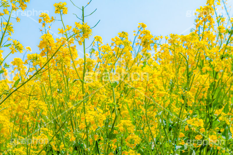菜の花,なのはな,菜の花畑,菜,花,お花,フラワー,はな,花畑,キレイ,きれい,綺麗,満開,咲,咲いた,さいた,黄色,アブラナ,あぶらな,アブラナ科,セイヨウアブラナ,春,spring,flower