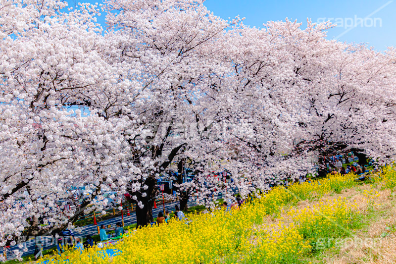 桜と菜の花,熊谷桜堤の桜,熊谷桜堤,熊谷,埼玉,荒川,堤防,名所,桜,ソメイヨシノ,そめいよしの,さくら,サクラ,菜の花,菜の花畑,桜まつり,花見,お花見,花,お花,フラワー,はな,綺麗,きれい,キレイ,満開,咲,春,黄色,アブラナ,あぶらな,アブラナ科,セイヨウアブラナ,flower,blossom,japan,spring