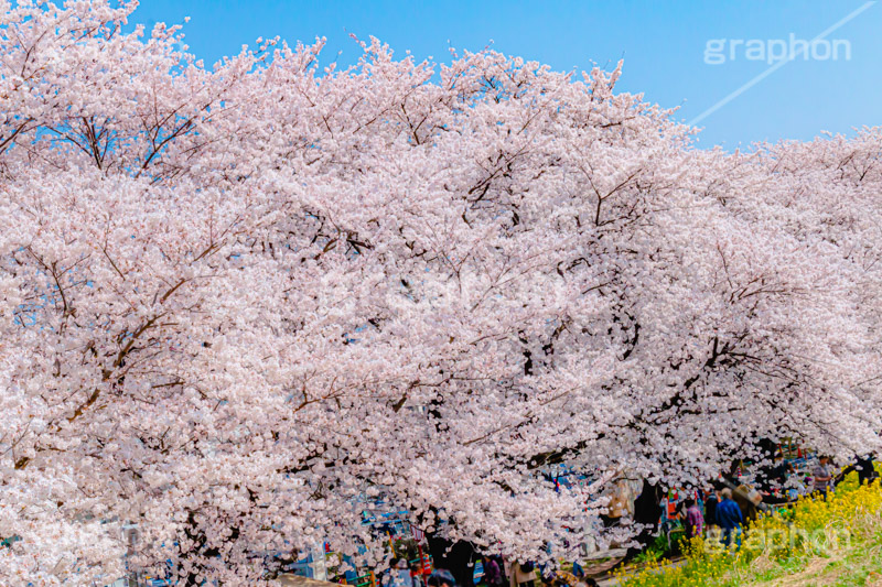 桜と菜の花,熊谷桜堤の桜,熊谷桜堤,熊谷,埼玉,荒川,堤防,名所,桜,ソメイヨシノ,そめいよしの,さくら,サクラ,菜の花,菜の花畑,桜まつり,花見,お花見,花,お花,フラワー,はな,綺麗,きれい,キレイ,満開,咲,春,黄色,アブラナ,あぶらな,アブラナ科,セイヨウアブラナ,flower,blossom,japan,spring