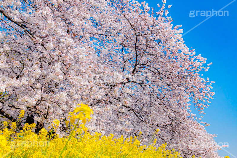 桜と菜の花,熊谷桜堤の桜,熊谷桜堤,熊谷,埼玉,荒川,堤防,名所,桜,ソメイヨシノ,そめいよしの,さくら,サクラ,菜の花,菜の花畑,桜まつり,花見,お花見,花,お花,フラワー,はな,綺麗,きれい,キレイ,満開,咲,春,黄色,アブラナ,あぶらな,アブラナ科,セイヨウアブラナ,flower,blossom,japan,spring