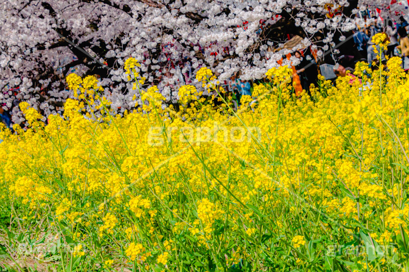 桜と菜の花,熊谷桜堤の桜,熊谷桜堤,熊谷,埼玉,荒川,堤防,名所,桜,ソメイヨシノ,そめいよしの,さくら,サクラ,菜の花,菜の花畑,桜まつり,花見,お花見,花,お花,フラワー,はな,綺麗,きれい,キレイ,満開,咲,春,黄色,アブラナ,あぶらな,アブラナ科,セイヨウアブラナ,flower,blossom,japan,spring