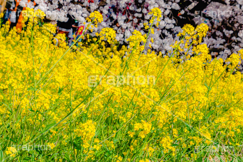 桜と菜の花,熊谷桜堤の桜,熊谷桜堤,熊谷,埼玉,荒川,堤防,名所,桜,ソメイヨシノ,そめいよしの,さくら,サクラ,菜の花,菜の花畑,桜まつり,花見,お花見,花,お花,フラワー,はな,綺麗,きれい,キレイ,満開,咲,春,黄色,アブラナ,あぶらな,アブラナ科,セイヨウアブラナ,flower,blossom,japan,spring
