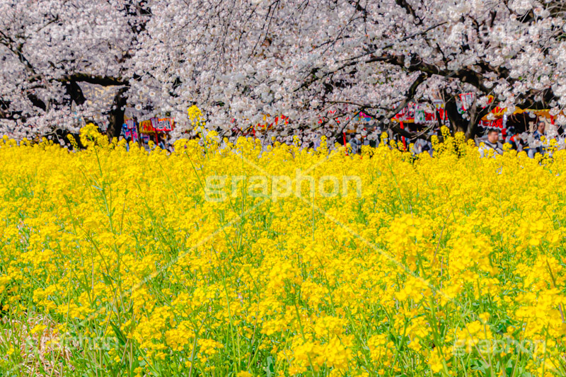 桜と菜の花,熊谷桜堤の桜,熊谷桜堤,熊谷,埼玉,荒川,堤防,名所,桜,ソメイヨシノ,そめいよしの,さくら,サクラ,菜の花,菜の花畑,桜まつり,花見,お花見,花,お花,フラワー,はな,綺麗,きれい,キレイ,満開,咲,春,黄色,アブラナ,あぶらな,アブラナ科,セイヨウアブラナ,flower,blossom,japan,spring