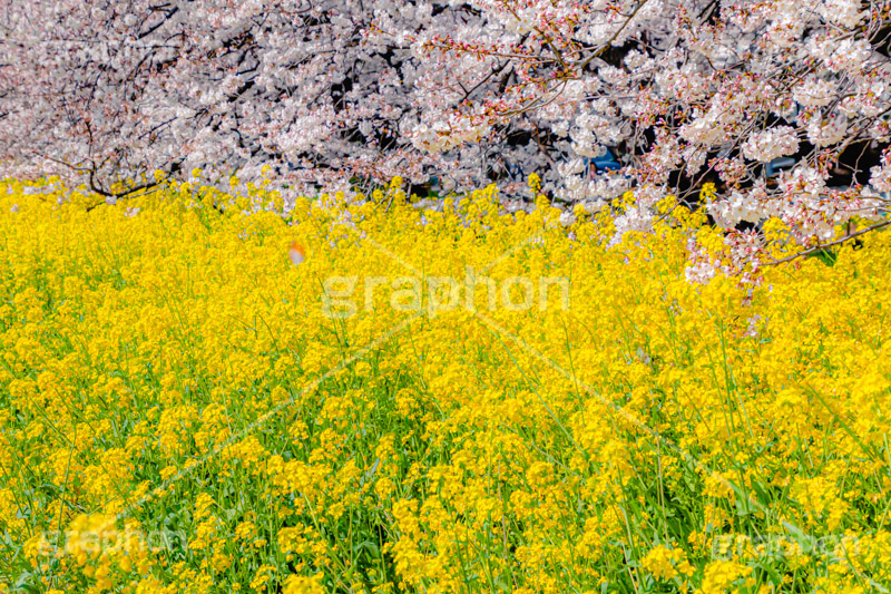 桜と菜の花,熊谷桜堤の桜,熊谷桜堤,熊谷,埼玉,荒川,堤防,名所,桜,ソメイヨシノ,そめいよしの,さくら,サクラ,菜の花,菜の花畑,桜まつり,花見,お花見,花,お花,フラワー,はな,綺麗,きれい,キレイ,満開,咲,春,黄色,アブラナ,あぶらな,アブラナ科,セイヨウアブラナ,flower,blossom,japan,spring