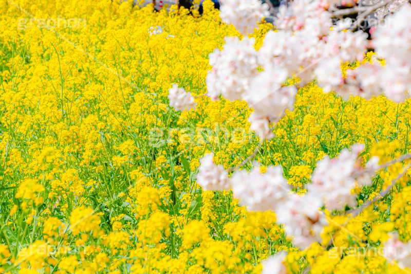 桜と菜の花,熊谷桜堤の桜,熊谷桜堤,熊谷,埼玉,荒川,堤防,名所,桜,ソメイヨシノ,そめいよしの,さくら,サクラ,菜の花,菜の花畑,桜まつり,花見,お花見,花,お花,フラワー,はな,綺麗,きれい,キレイ,満開,咲,春,黄色,アブラナ,あぶらな,アブラナ科,セイヨウアブラナ,flower,blossom,japan,spring