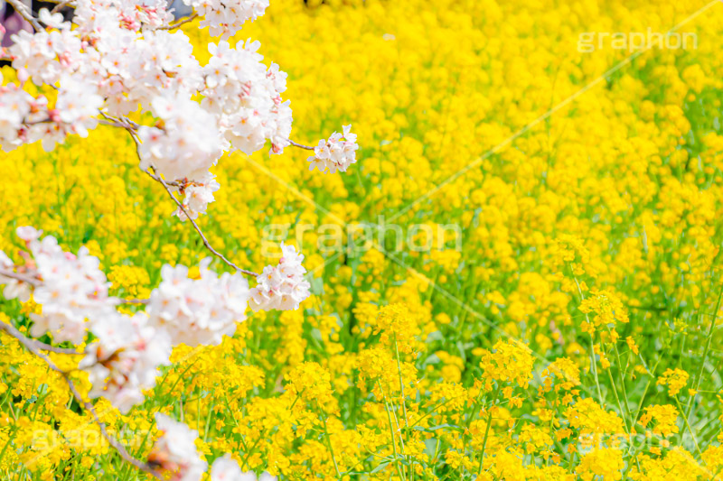桜と菜の花,熊谷桜堤の桜,熊谷桜堤,熊谷,埼玉,荒川,堤防,名所,桜,ソメイヨシノ,そめいよしの,さくら,サクラ,菜の花,菜の花畑,桜まつり,花見,お花見,花,お花,フラワー,はな,綺麗,きれい,キレイ,満開,咲,春,黄色,アブラナ,あぶらな,アブラナ科,セイヨウアブラナ,flower,blossom,japan,spring