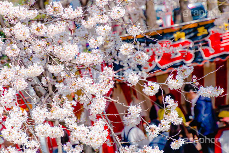 花より団子,屋台,出店,食べ歩き,広島焼き,お好み焼,つまみ,おつまみ,ソメイヨシノ,そめいよしの,桜,さくら,サクラ,桜まつり,花見,お花見,花,お花,フラワー,はな,綺麗,きれい,キレイ,咲,春,blossom,japan,flower