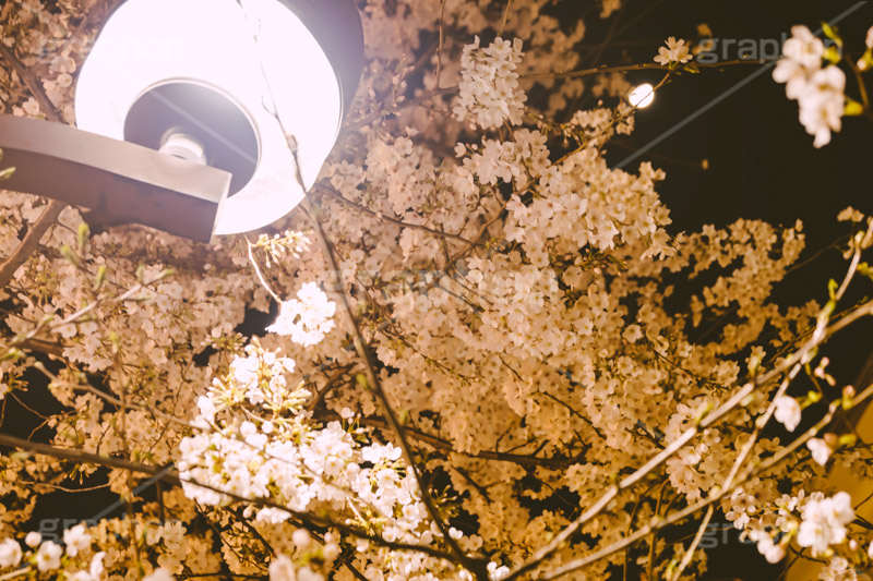 桜と月,夜桜,桜,ソメイヨシノ,そめいよしの,さくら,サクラ,花見,お花見,花,お花,フラワー,はな,花より団子,綺麗,きれい,キレイ,満開,咲,春,外灯,月,moon,blossom,flower,japan,spring,フルサイズ撮影