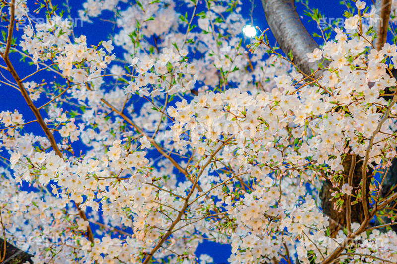 桜と月,夜桜,桜,ソメイヨシノ,そめいよしの,さくら,サクラ,花見,お花見,月,花,お花,フラワー,はな,花より団子,綺麗,きれい,キレイ,つぼみ,蕾,春,blossom,flower,japan,moon,spring
