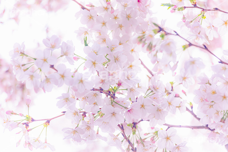 ソメイヨシノ,そめいよしの,桜,さくら,サクラ,花見,お花見,花,お花,フラワー,はな,綺麗,きれい,キレイ,咲,春,パステル,ナチュラル,癒し,natural,pastel,blossom,japan,flower,spring,フルサイズ撮影