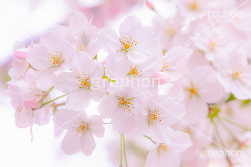 ソメイヨシノ,そめいよしの,桜,さくら,サクラ,花見,お花見,花,お花,フラワー,はな,綺麗,きれい,キレイ,咲,春,パステル,ナチュラル,癒し,natural,pastel,blossom,japan,flower,spring,フルサイズ撮影