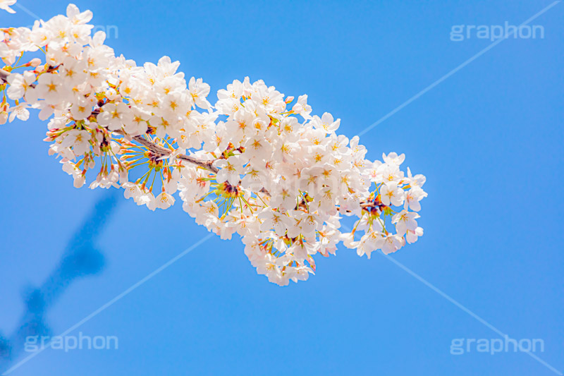 桜,さくら,サクラ,花見,お花見,花,お花,フラワー,はな,ソメイヨシノ,そめいよしの,綺麗,きれい,キレイ,咲,春,パステル,ナチュラル,癒し,natural,pastel,blossom,japan,flower,spring,フルサイズ撮影