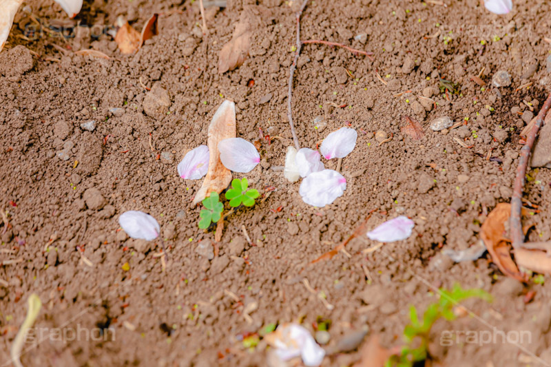 桜の花びら,桜,ソメイヨシノ,さくら,サクラ,花,お花,フラワー,はな,春,花びら,花弁,はなびら,散る,桜吹雪,地面,寂しい,哀愁,春の終わり,blossom,japan,flower