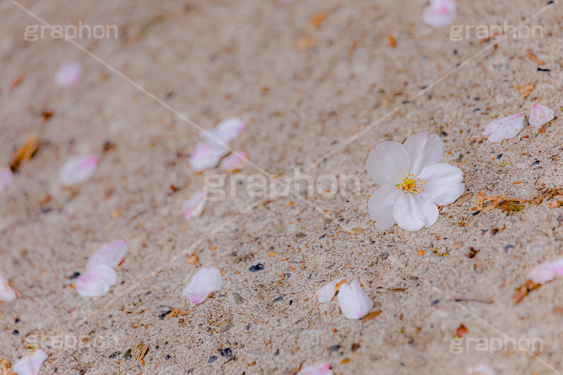 桜の花びら,桜,ソメイヨシノ,さくら,サクラ,花,お花,フラワー,はな,春,花びら,花弁,はなびら,散る,桜吹雪,地面,寂しい,哀愁,春の終わり,blossom,japan,flower