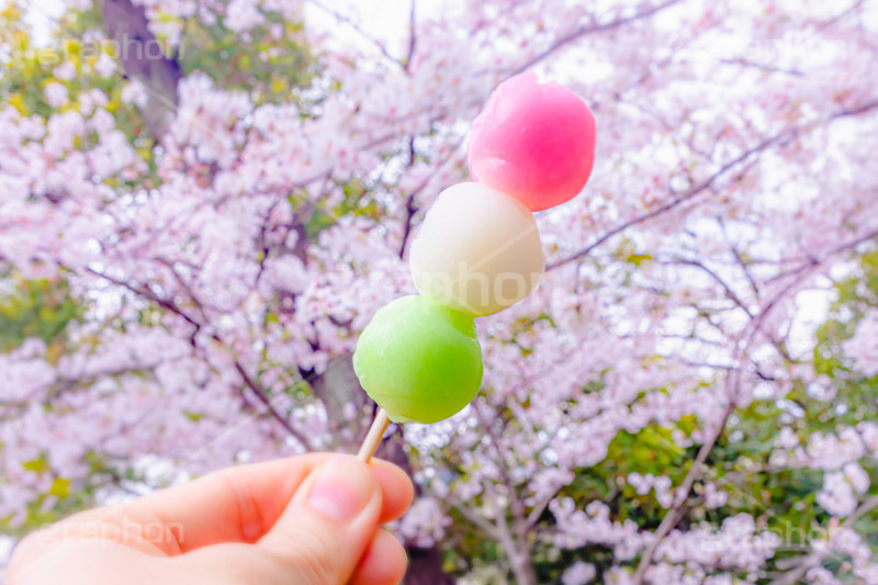 花より団子,団子,三色団子,串,だんご,桜,さくら,サクラ,花見,お花見,花,お花,フラワー,はな,春,パステル,ナチュラル,癒し,natural,pastel,blossom,japan,flower,spring,フルサイズ撮影