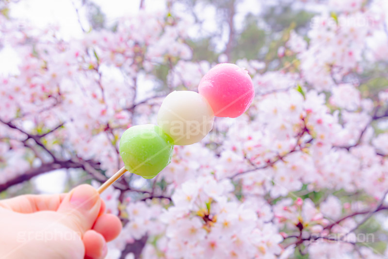 花より団子,団子,三色団子,串,だんご,桜,さくら,サクラ,花見,お花見,花,お花,フラワー,はな,春,パステル,ナチュラル,癒し,natural,pastel,blossom,japan,flower,spring,フルサイズ撮影