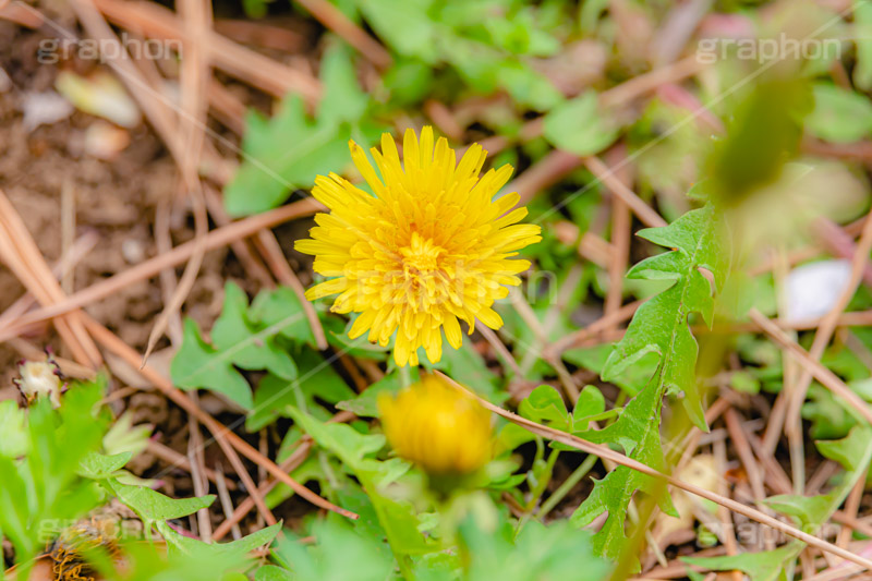 野に咲くタンポポ,たんぽぽ,タンポポ,野原,花,お花,フラワー,野花,雑草,春,キク科,多年草,フヂナ,タナ,flower,spring,フルサイズ撮影