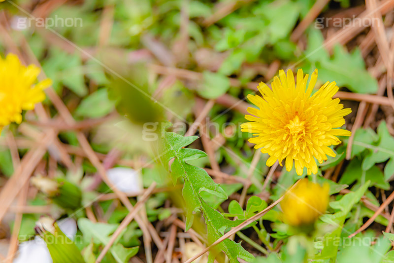 野に咲くタンポポ,たんぽぽ,タンポポ,野原,花,お花,フラワー,野花,雑草,春,キク科,多年草,フヂナ,タナ,flower,spring,フルサイズ撮影