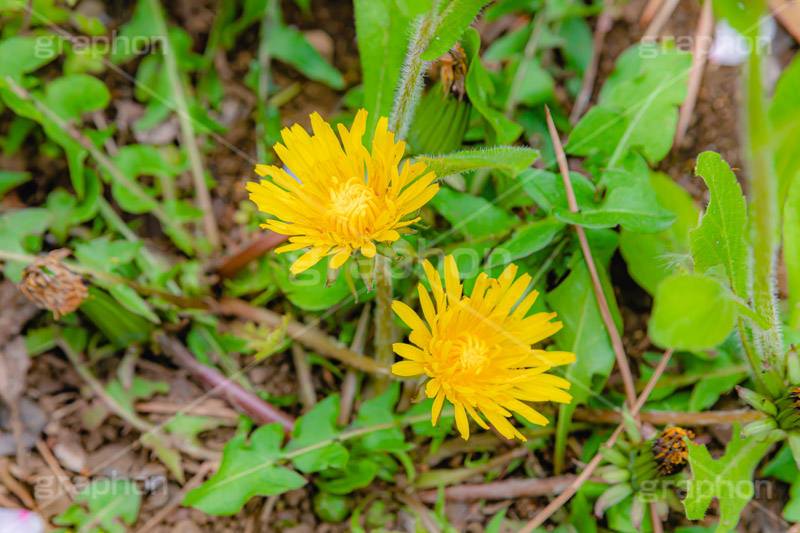 野に咲くタンポポ,たんぽぽ,タンポポ,野原,花,お花,フラワー,野花,雑草,春,キク科,多年草,フヂナ,タナ,flower,spring,フルサイズ撮影