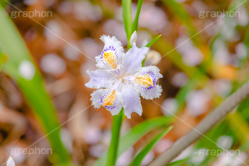 シャガ,しゃが,白紫花,著莪,春,花,お花,フラワー,アヤメ科,帰化植物,射干,ヒオウギアヤメ,射干,やかん,胡蝶花,flower,spring,フルサイズ撮影