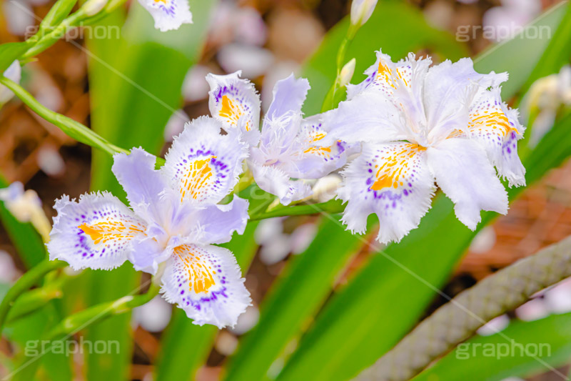 シャガ,しゃが,白紫花,著莪,春,花,お花,フラワー,アヤメ科,帰化植物,射干,ヒオウギアヤメ,射干,やかん,胡蝶花,flower,spring,フルサイズ撮影