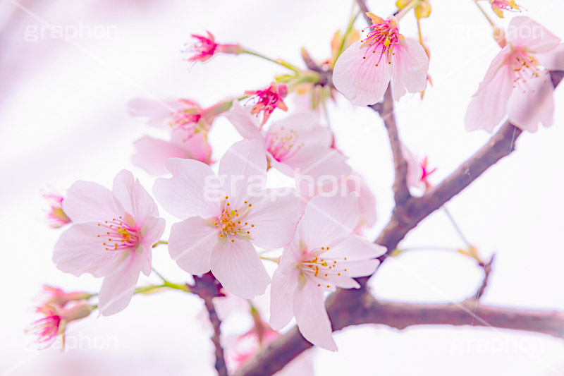 春の終わり,葉桜,桜,さくら,サクラ,散る,花,お花,フラワー,はな,ソメイヨシノ,そめいよしの,春,寂しい,哀愁,blossom,japan,flower,spring,フルサイズ撮影